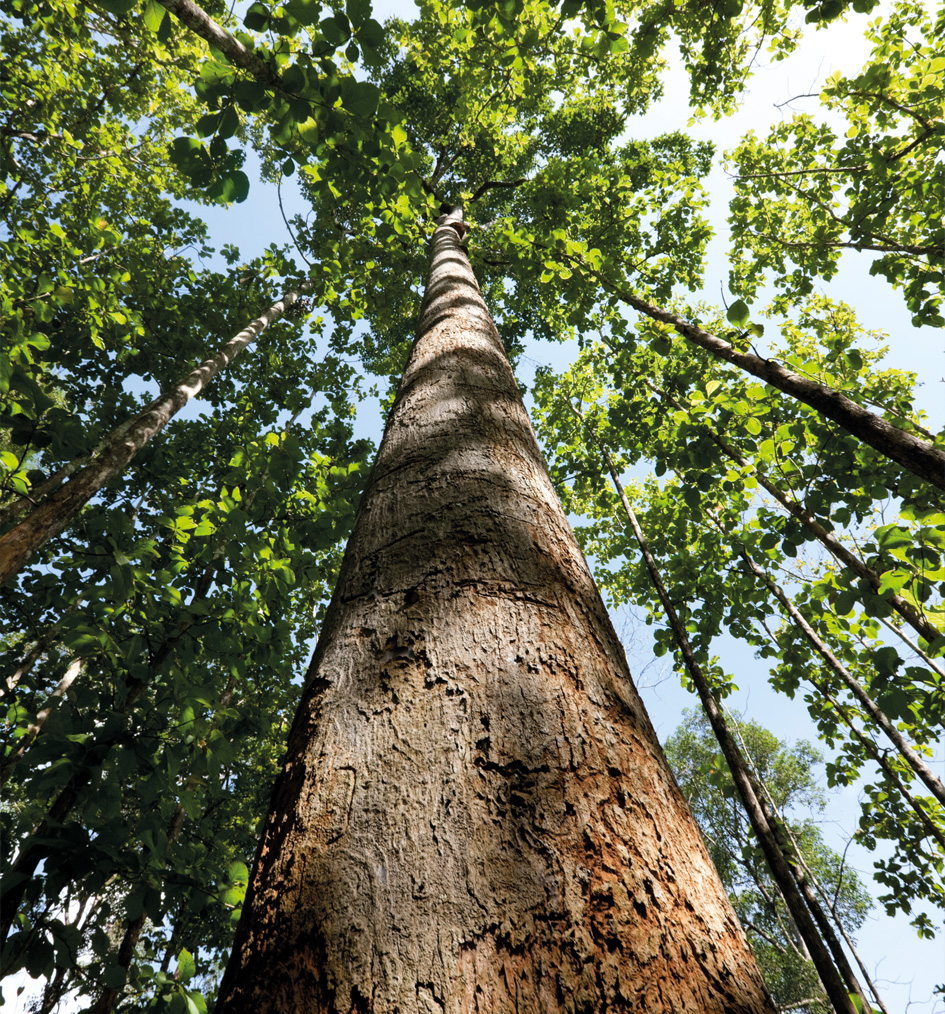 Unternehmen_Nachhaltigkeit_Baum